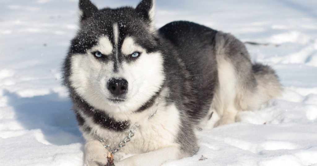 Siberian Husky