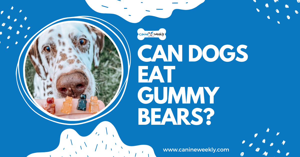 can dogs eat gummy bears