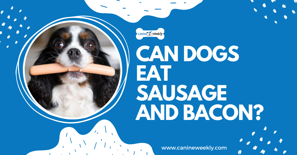 Can my outlet dog eat sausage