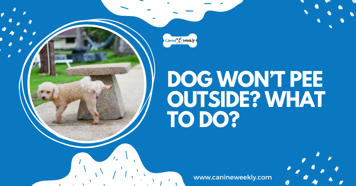 Dog Won’t Pee Outside? What to Do?