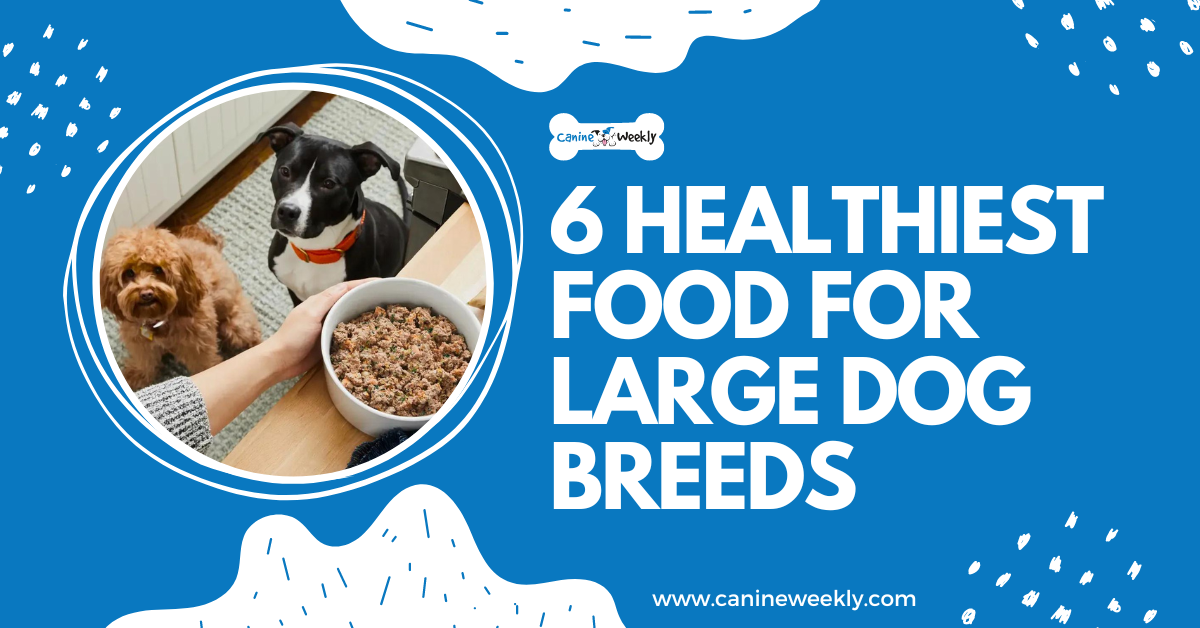 what is the healthiest puppy food