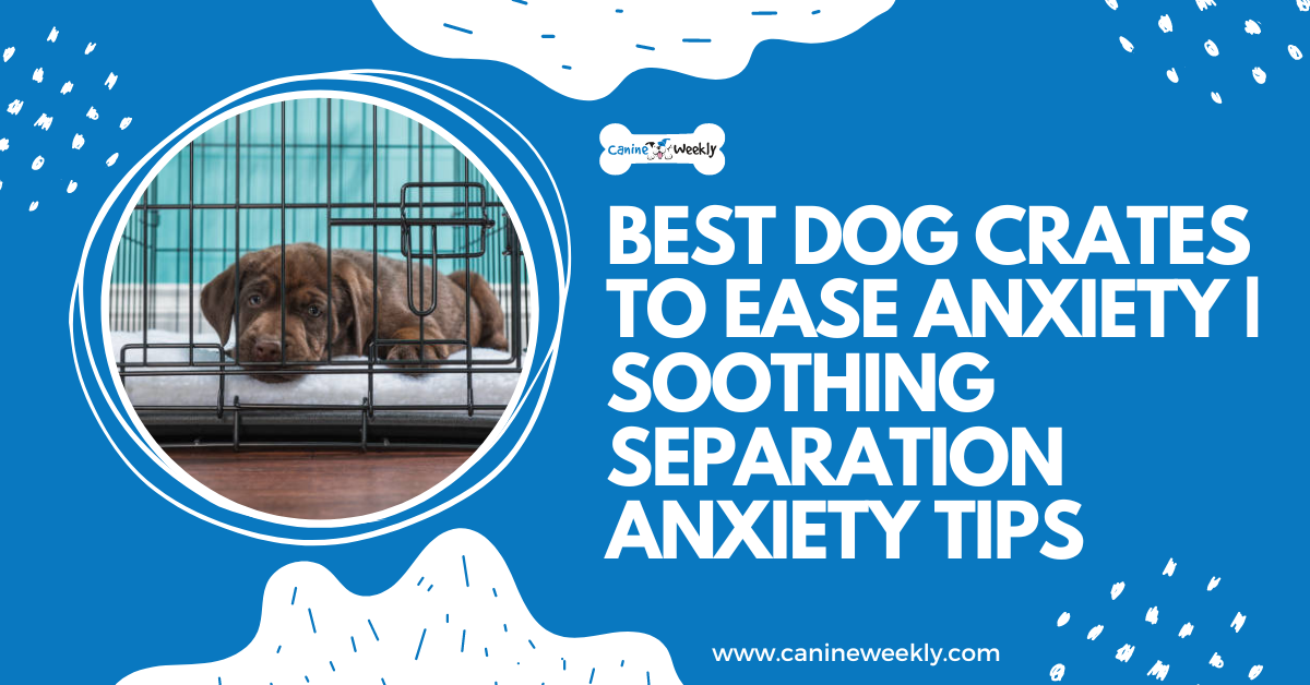 5 Best Dog Crates To Ease Anxiety | Soothing Separation Anxiety Tips