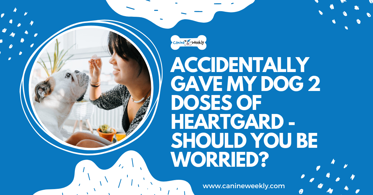 Accidentally Gave My Dog 2 Doses of Heartgard Should You Be Worried?