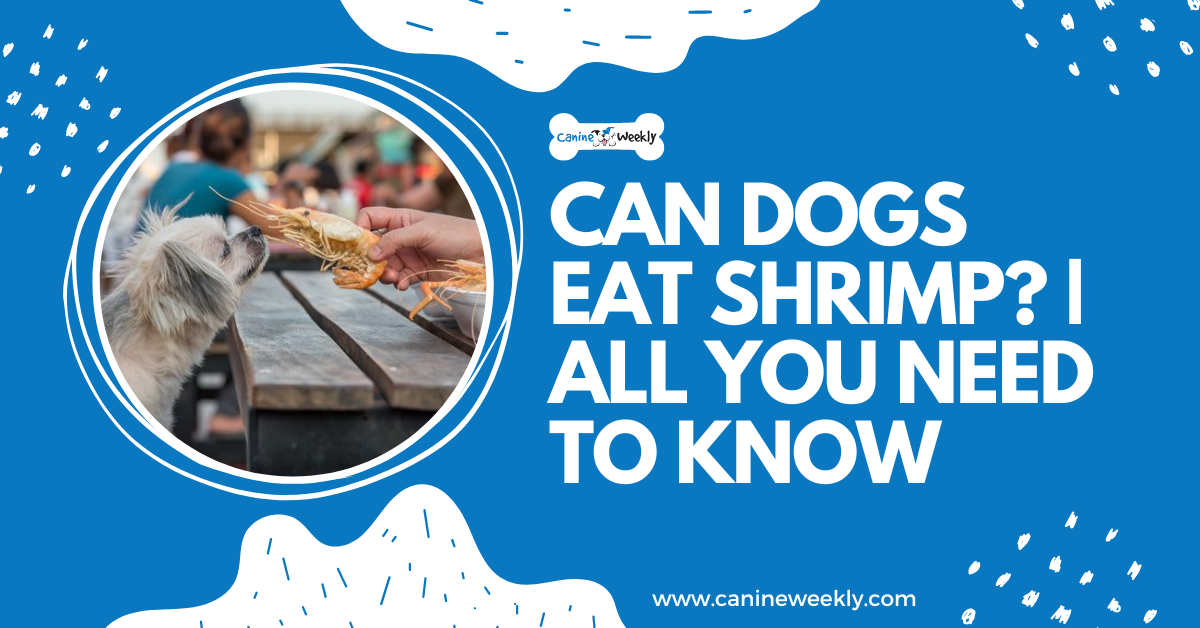 can a dog eat fried shrimp