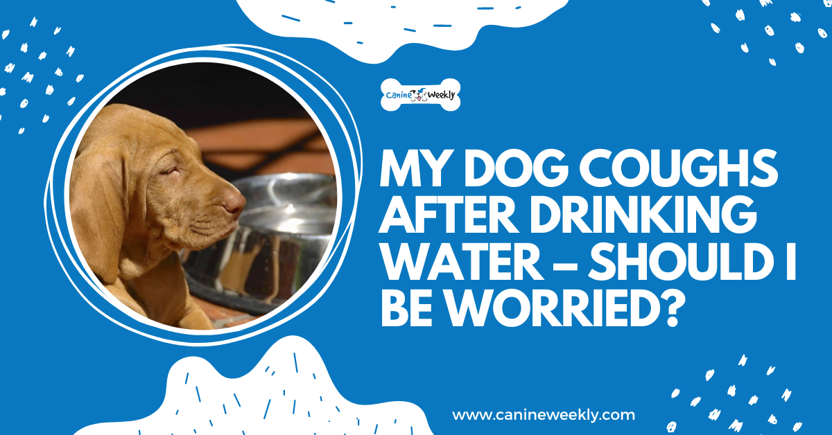 Why Does My Dog Cough After Drinking Water Should I be worried?