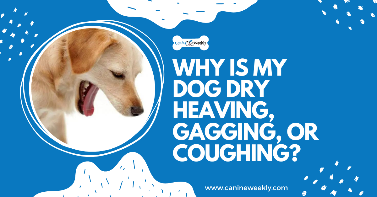 why-is-my-dog-dry-heaving-gagging-or-coughing-canineweekly