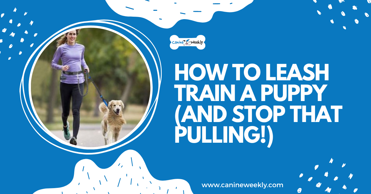 How to Leash Train a Puppy (and Stop That Pulling!) Canine Weekly
