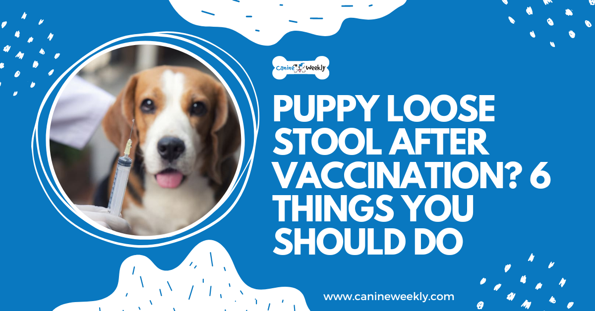 Puppy Loose Stool After Vaccination 6 Things You Should Do puppy-loose-stool-after-vaccination-6-things-you-should-do