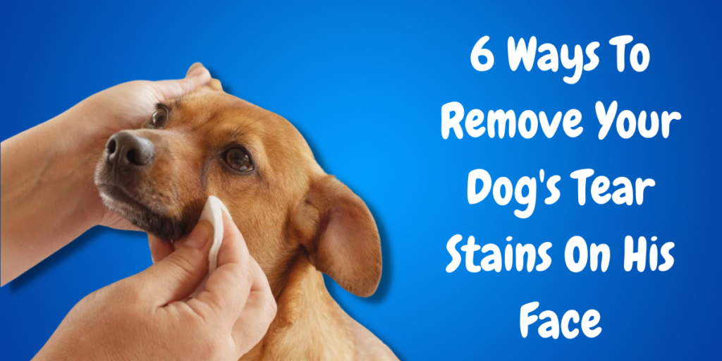 6 Ways To Remove Your Dog's Tear Stains On His Face