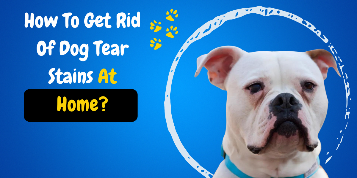 How to remove dog tear stains at home? Story Telling Co