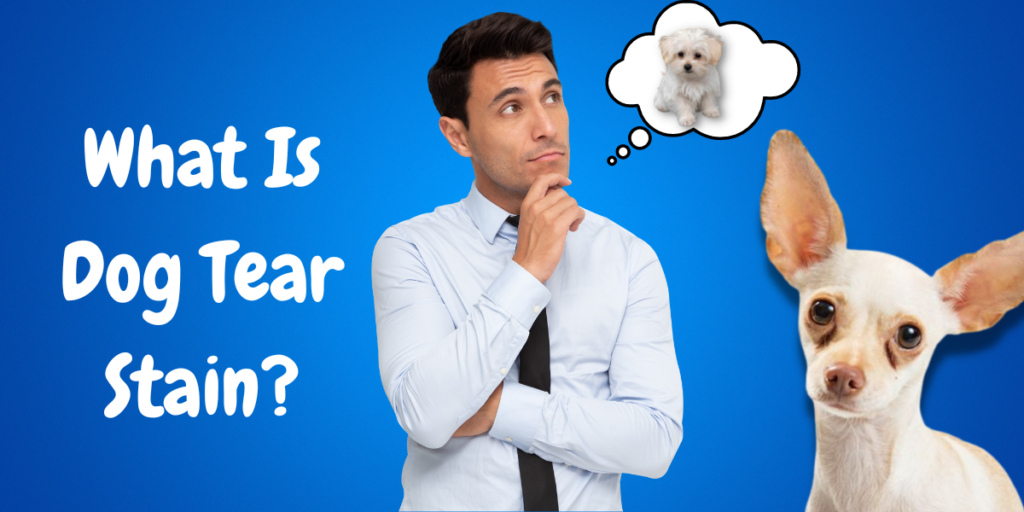What Is Dog Tear Stain