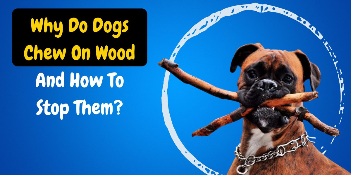 Why Do Dogs Chew On Wood And How To Stop Them?