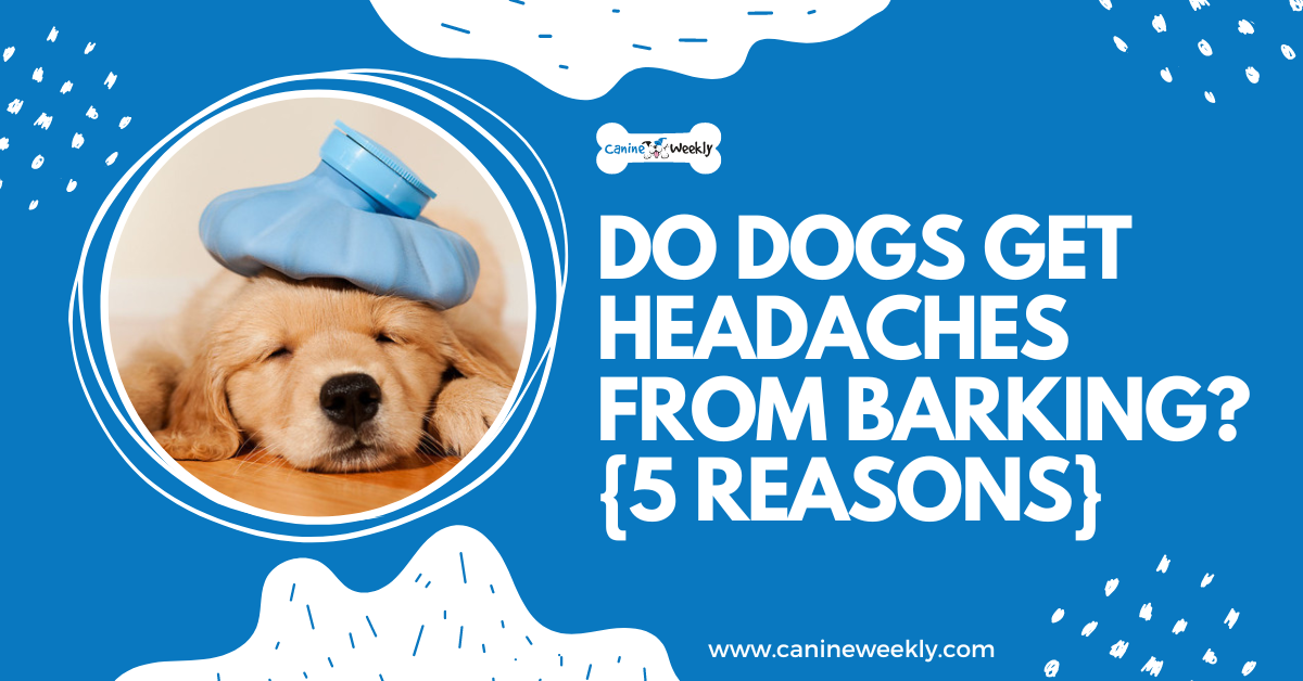 Do Dogs Get Headaches From Barking? {5 Reasons}