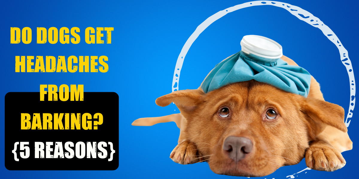 do-dogs-get-headaches-from-barking-5-reasons