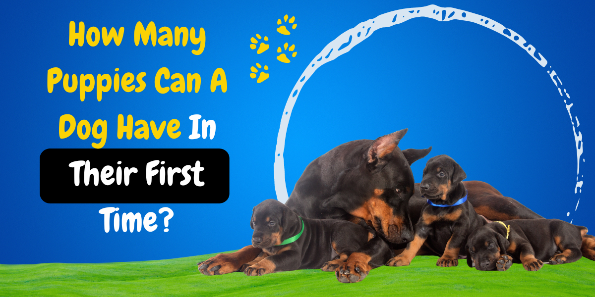 how-many-puppies-can-a-dog-have-in-their-first-time