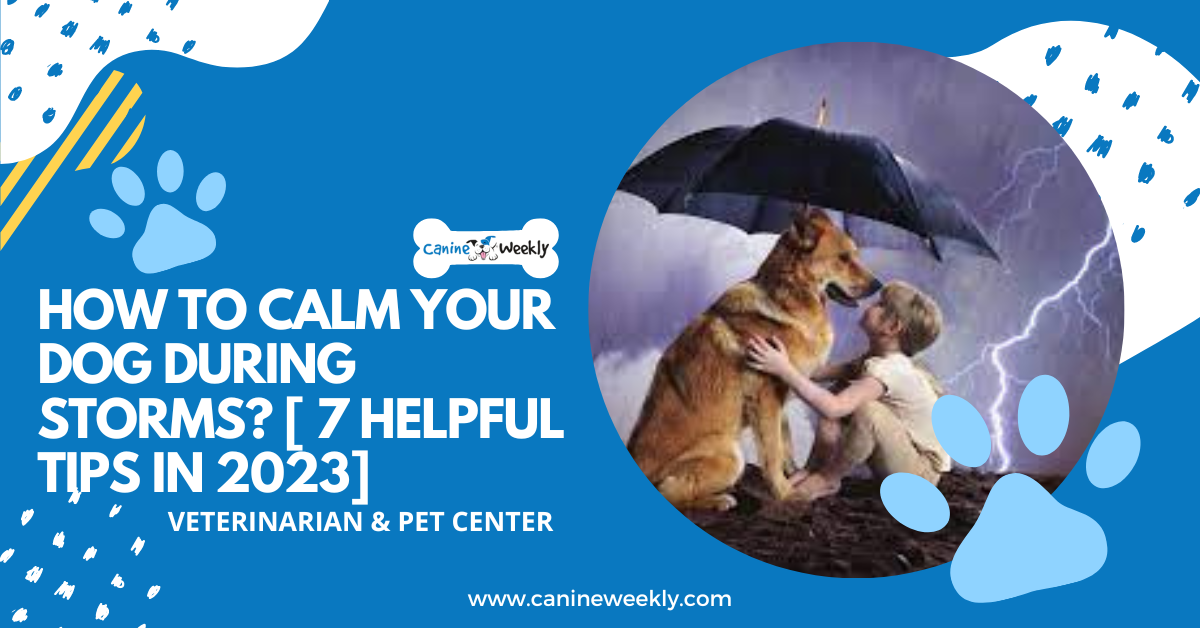 How to Calm Your Dog During Storms? [ 7 Helpful Tips in 2023]