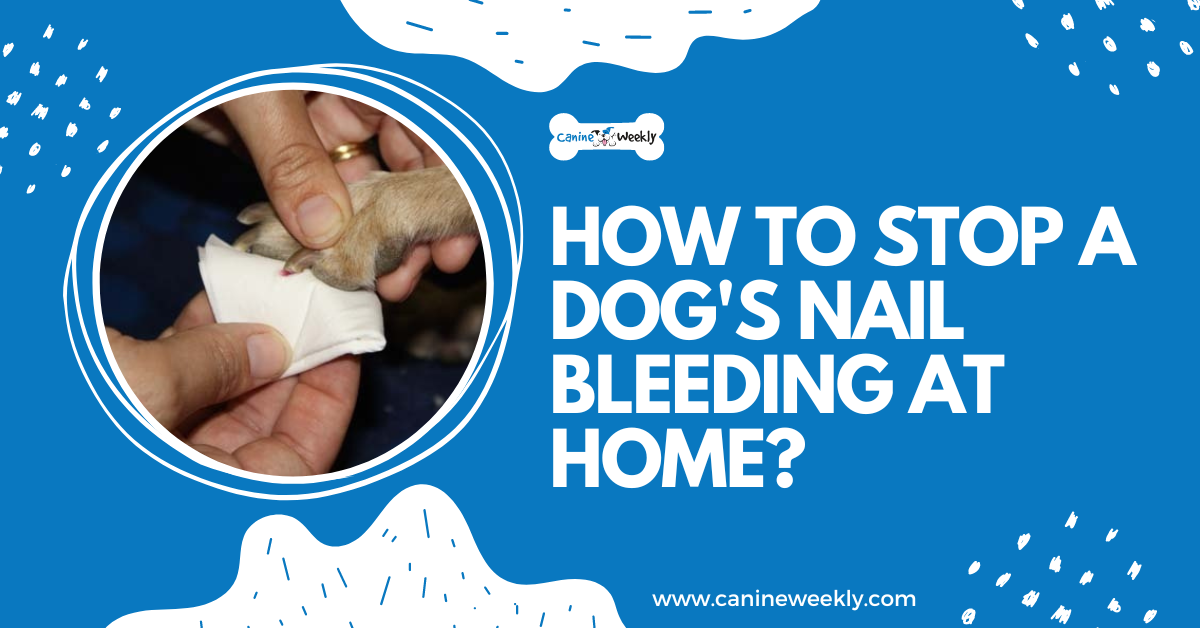 How To Stop A Dog's Nail Bleeding At Home?