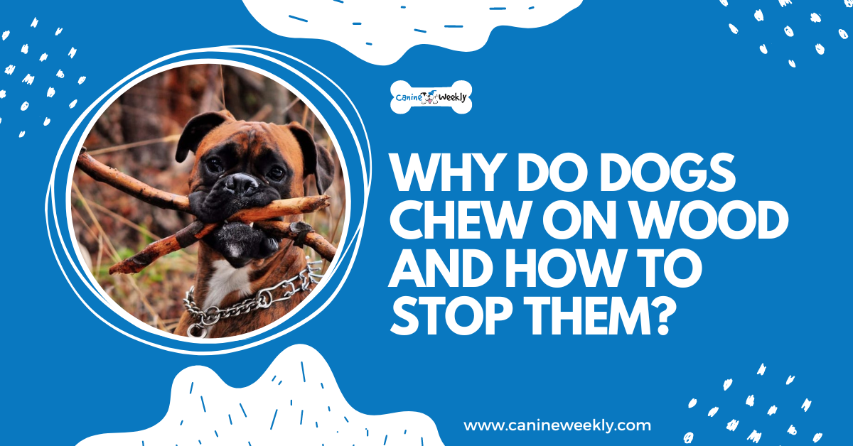 Why Do Dogs Chew On Wood And How To Stop Them?