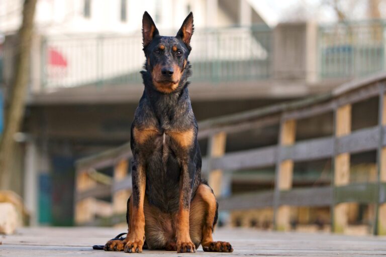 Beauceron: Dog Breed Information And Pictures