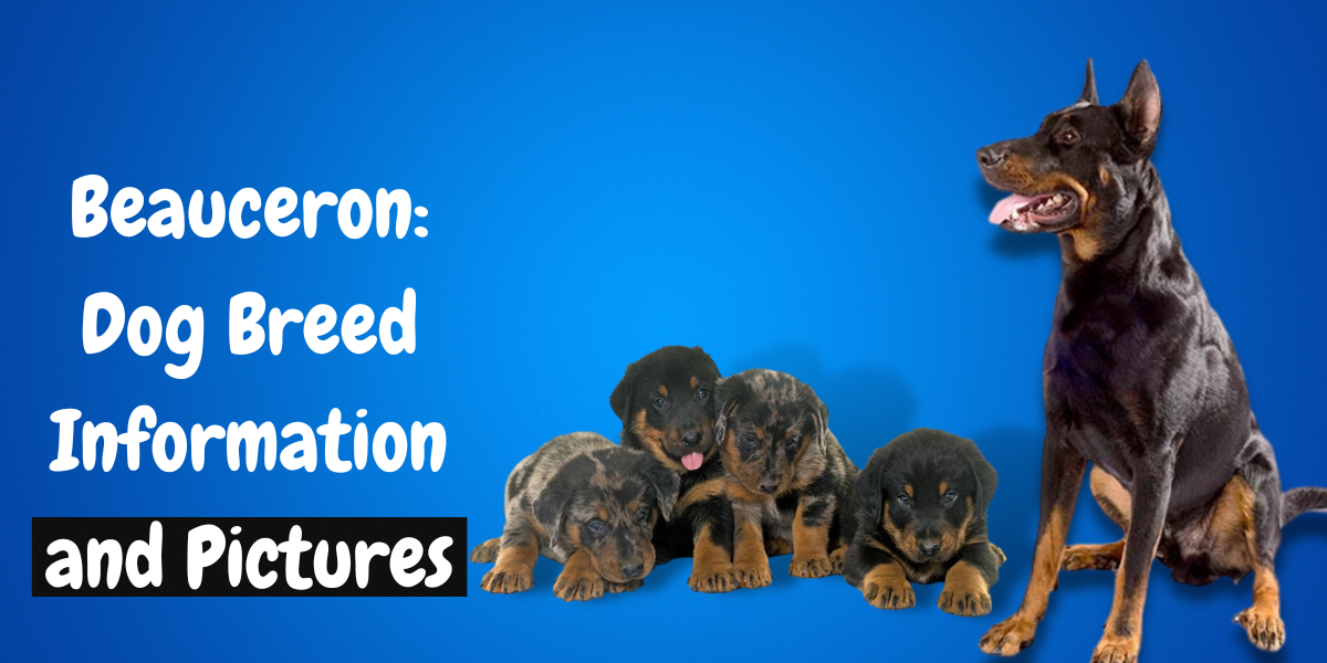 Beauceron Dog Breed Information and Pictures