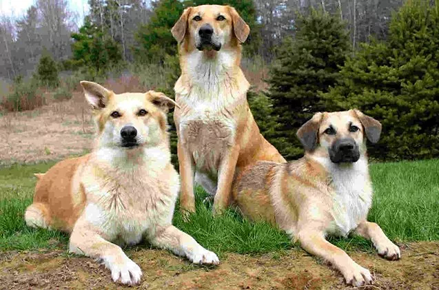 Dog Breed Information and Pictures - storytellingco