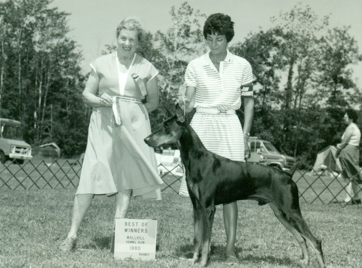 History of Doberman Pinscher