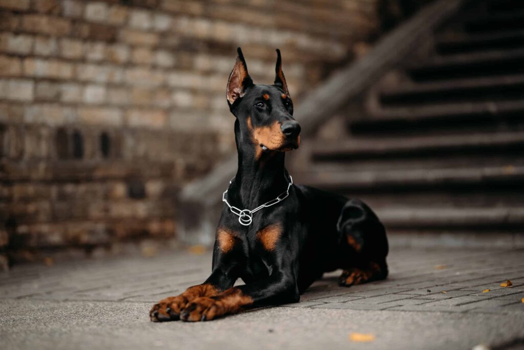 Personality and Temperament