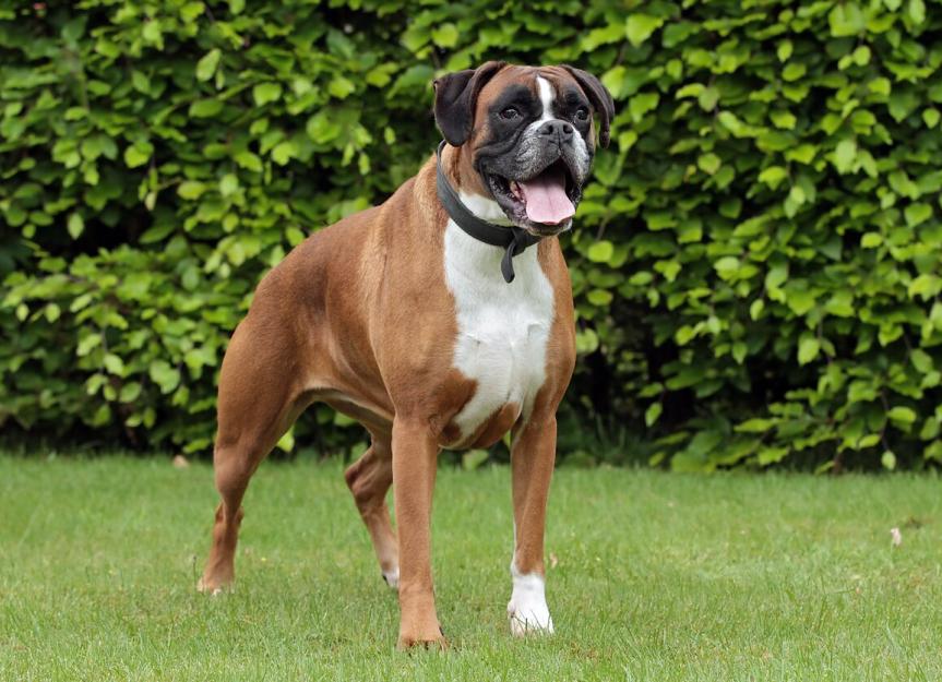 Boxer Appearance