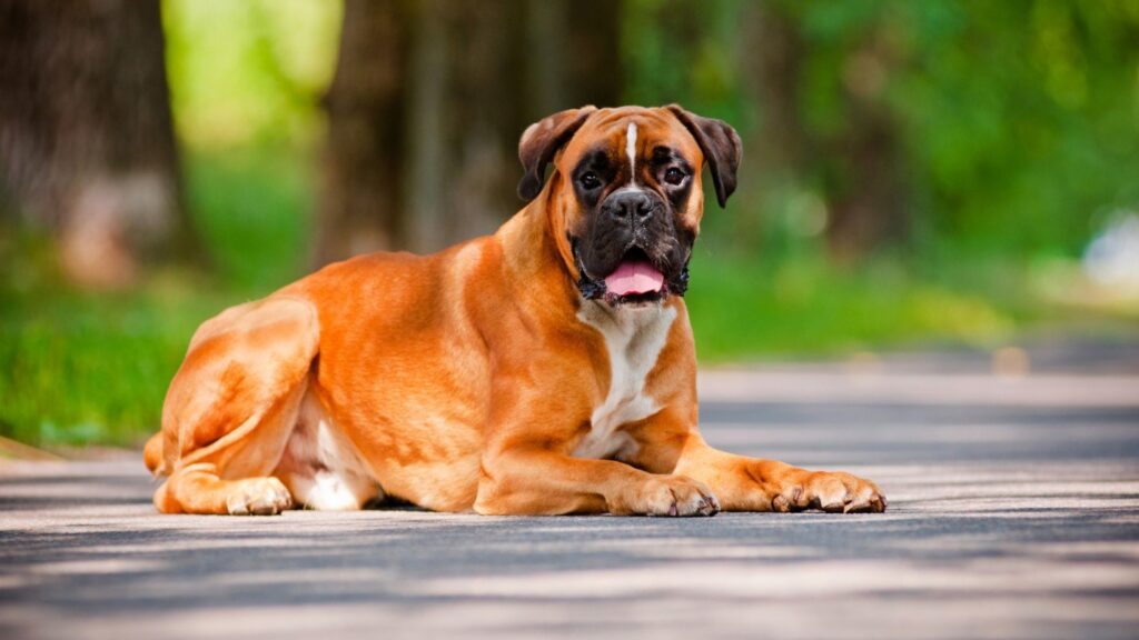 Boxer Care