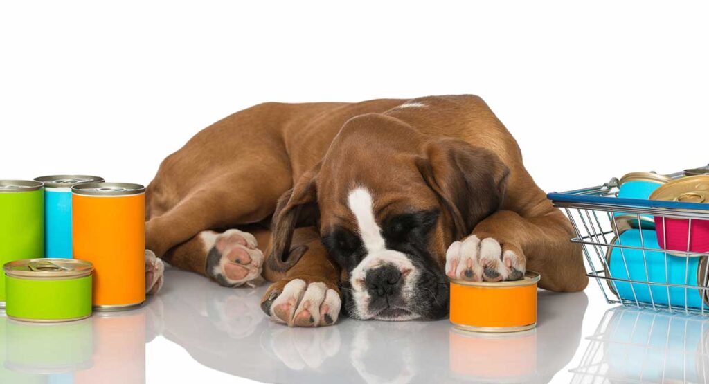 Boxer Feeding