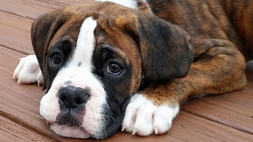 Boxer Health
