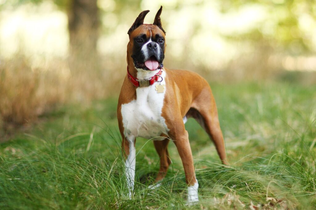 Boxer Personality and Temperament