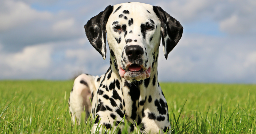 Breed Characteristics of Dalmatian
