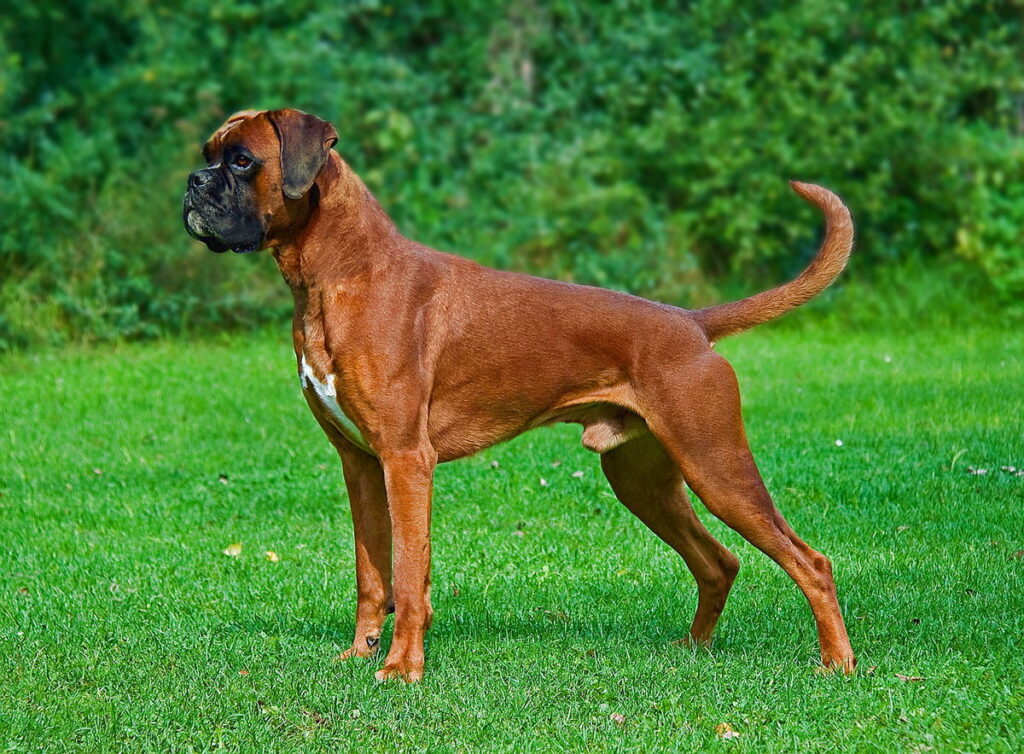 More About Boxer