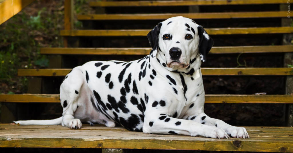 More About The Dalmatian Breed