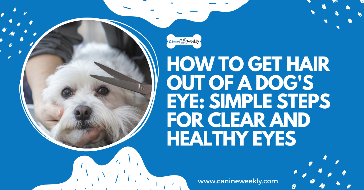 Trimming Dog Eye Hair For Canine Growth And Overall Health