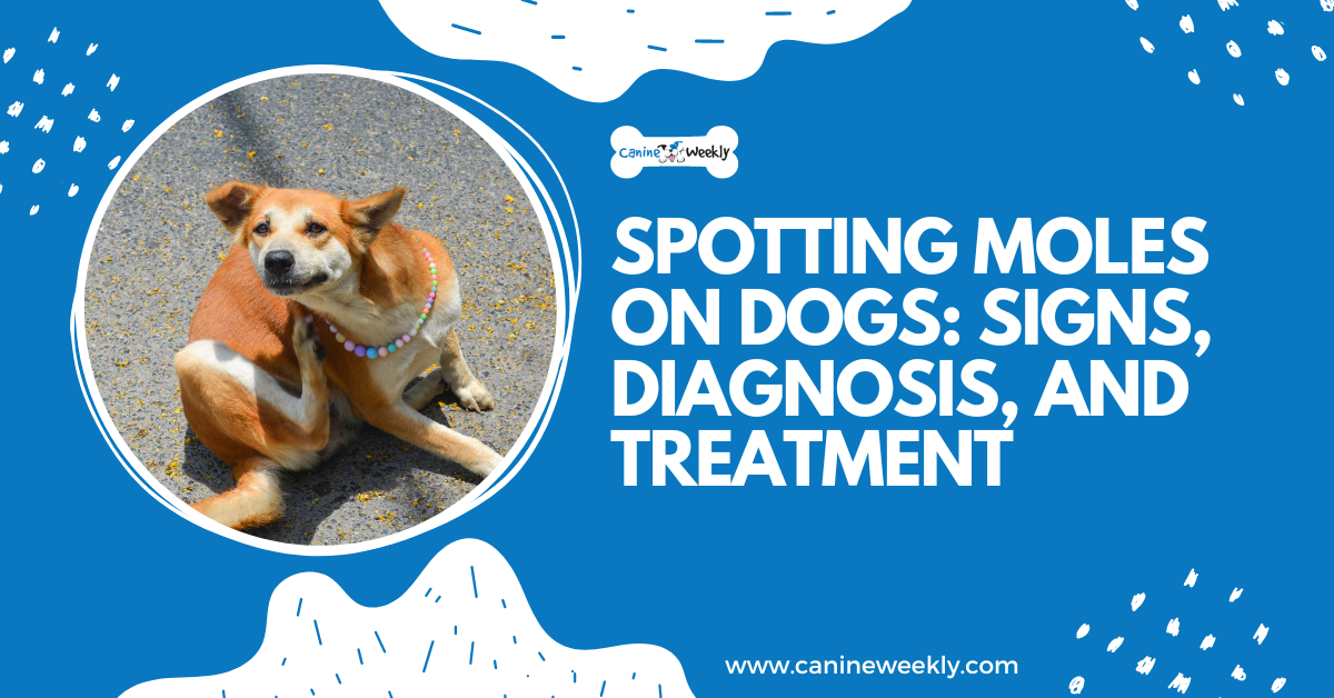 Moles Spotted on Dogs: Signs, Diagnosis, and Treatment - Story Telling Co