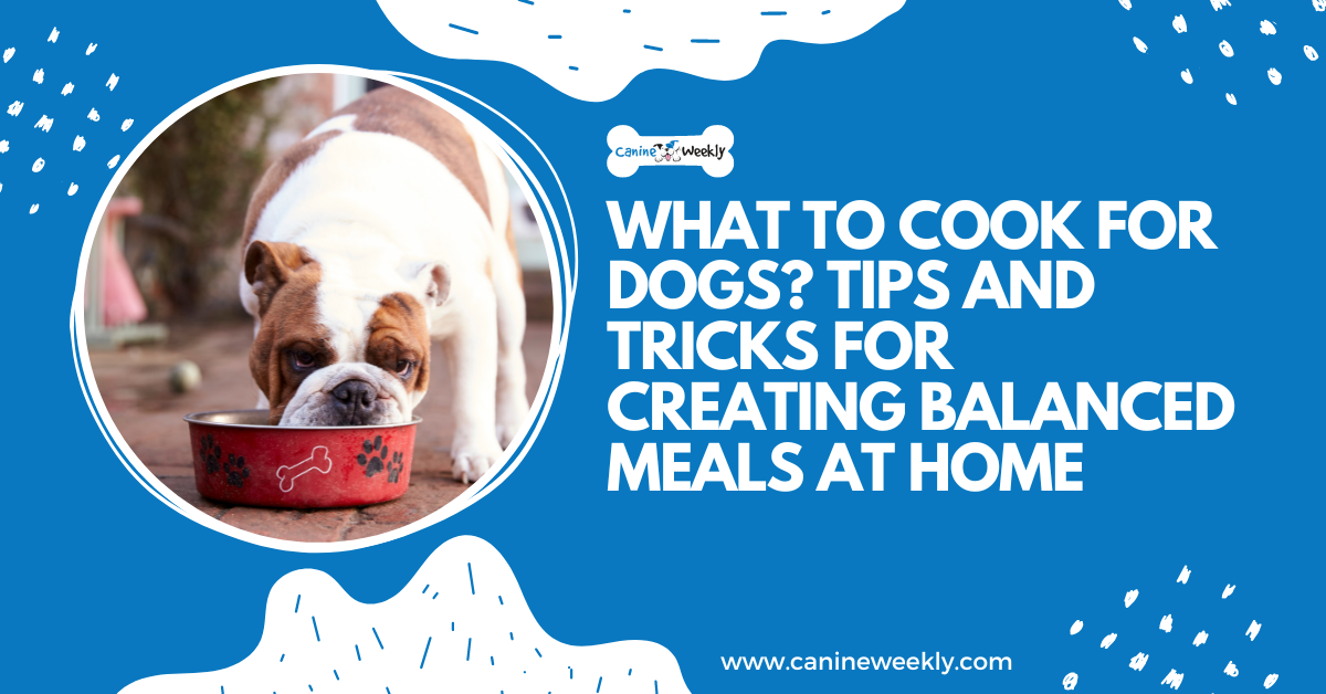 What to Cook for Dogs? Tips for Creating Balanced Meals at Home