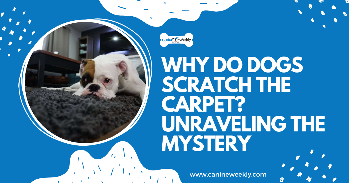 why-do-dogs-scratch-rugs-solve-the-mystery-story-telling-co