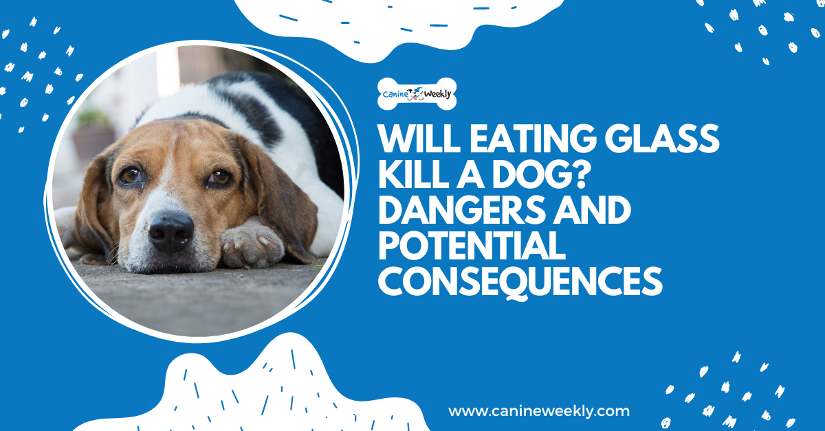 Does Eating Glass Kill Dogs? 9 Dangerous consequences Story Telling Co