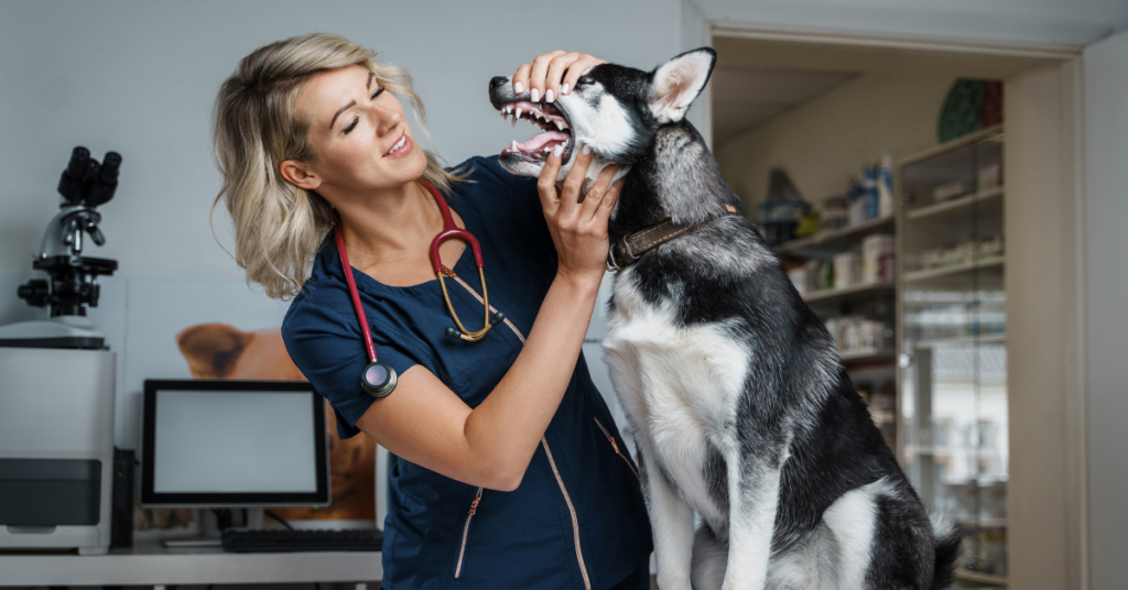 Report to a Veterinarian