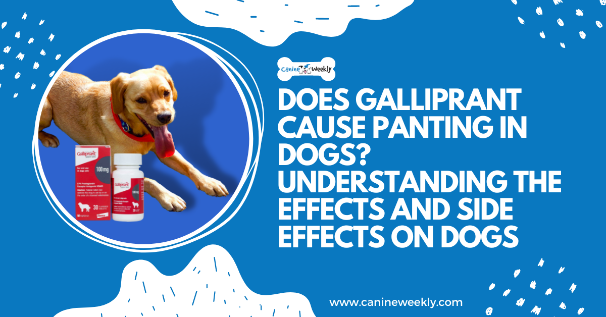 Does Galliprant Cause Panting in Dogs? Understanding the Effects