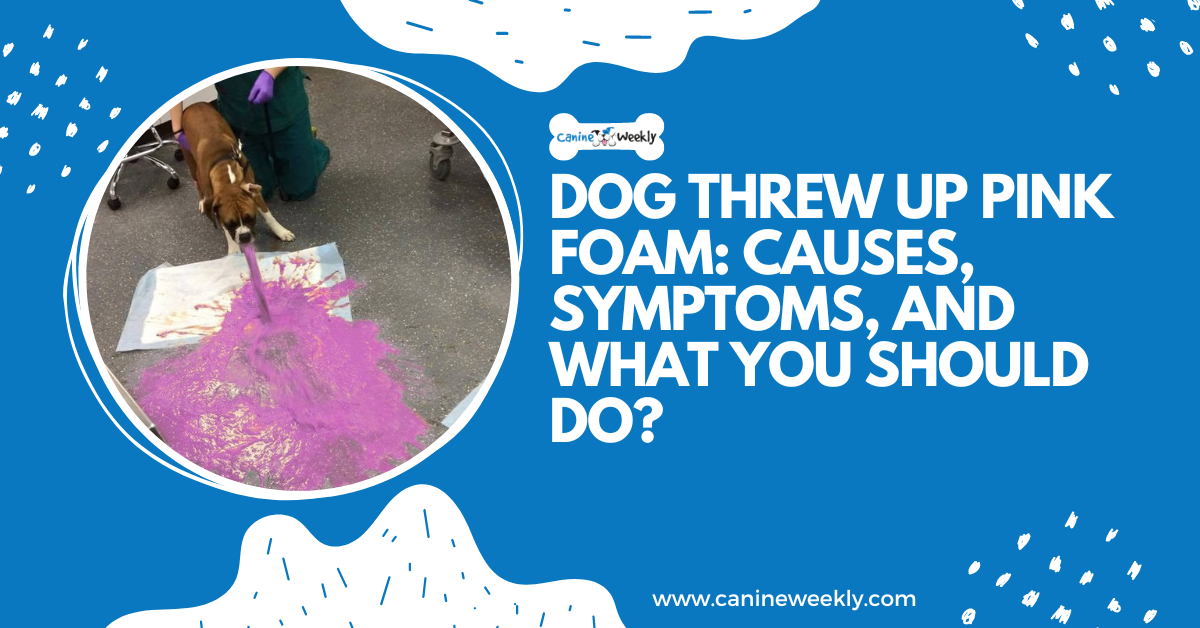 dog-threw-up-pink-foam-causes-and-symptoms