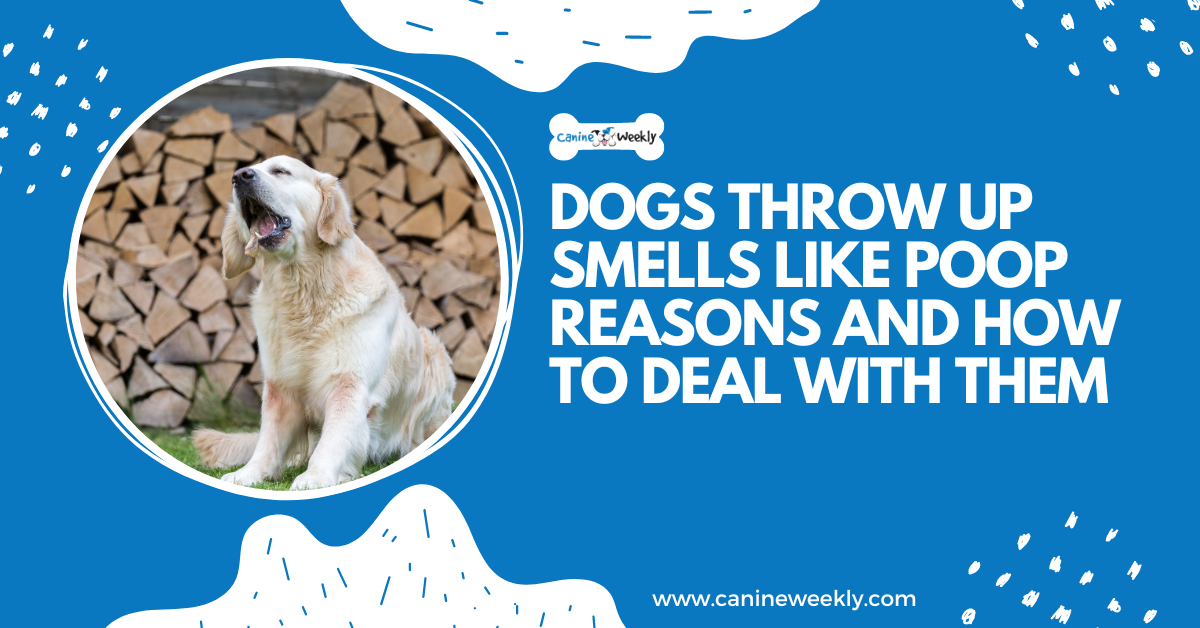 Dogs Throw Up Smells Like Poop 3 Reasons And How To Deal With Them