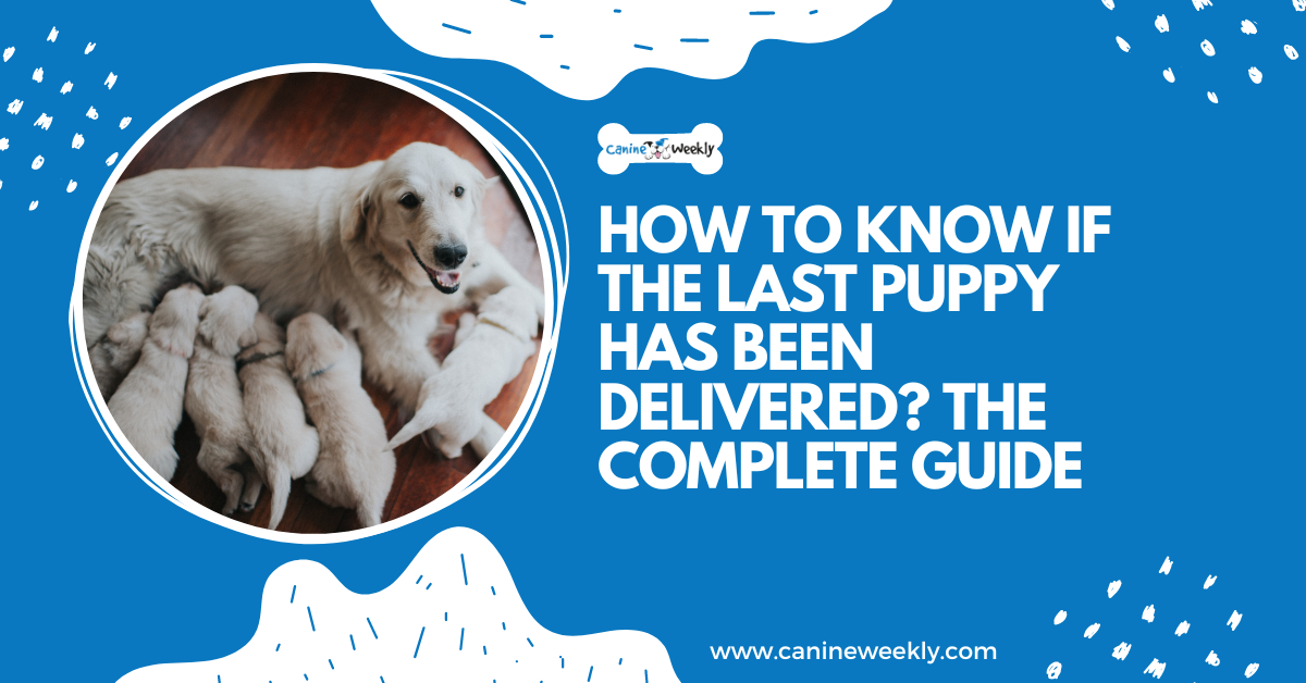 How to Know if the Last Puppy has Been Delivered?