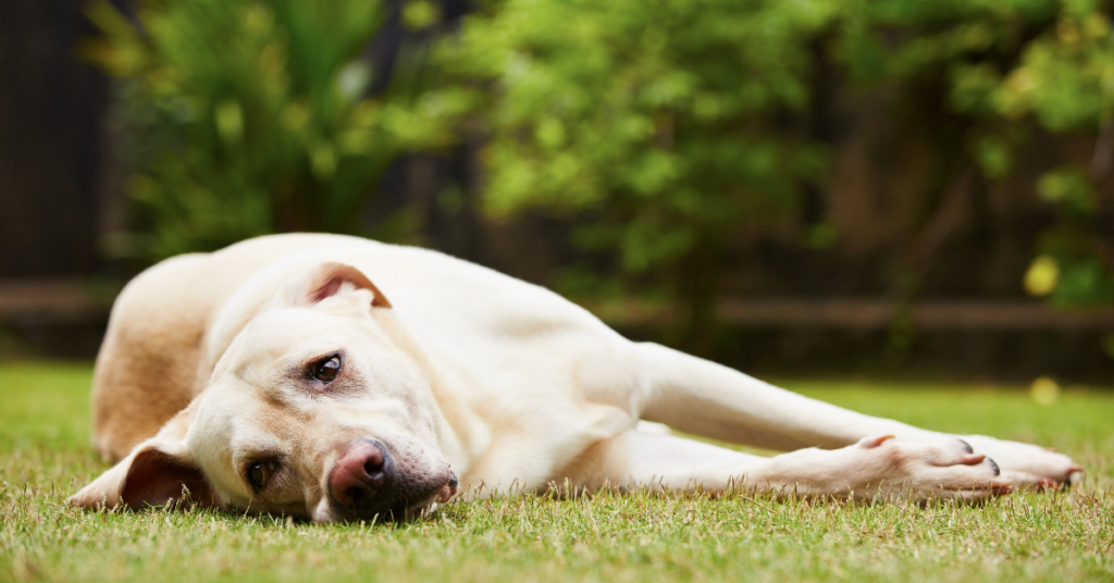 Can Cold Paws be a Sign a Dog is Dying