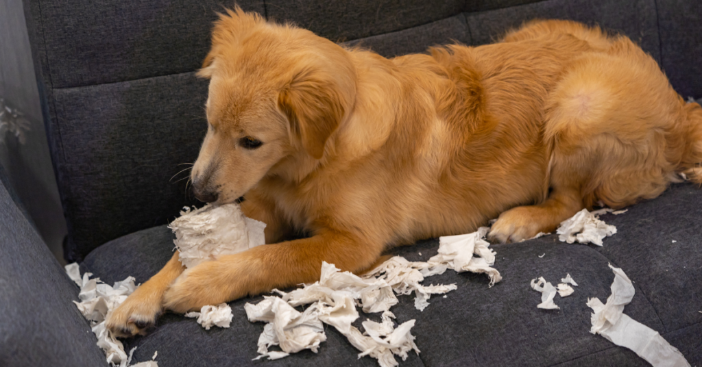 How to Stop My Dog from Eating Tissues? 5 Possible Remedies