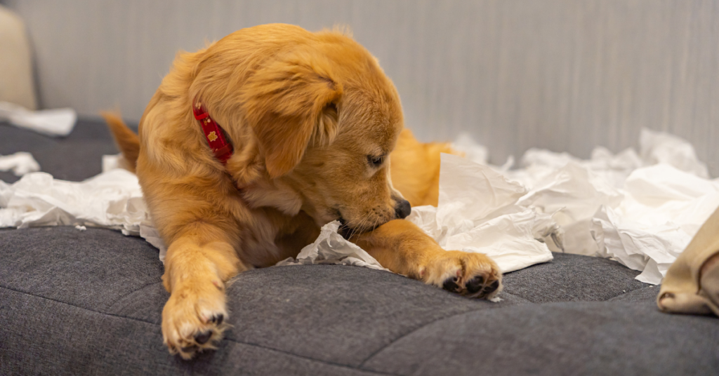 What to do When Your Dog Eats Tissue with Snot? 3 Important Things