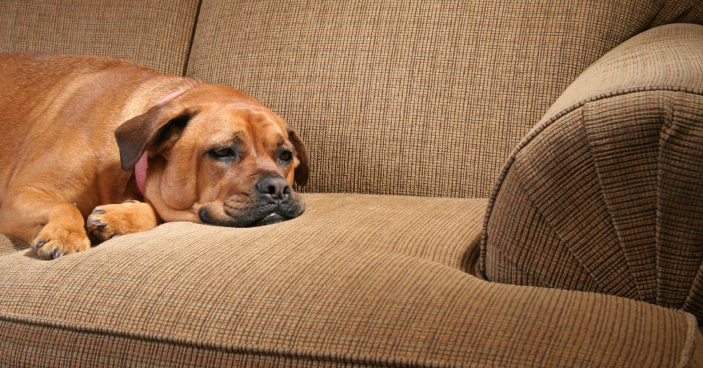 When to Seek Veterinary Assistance