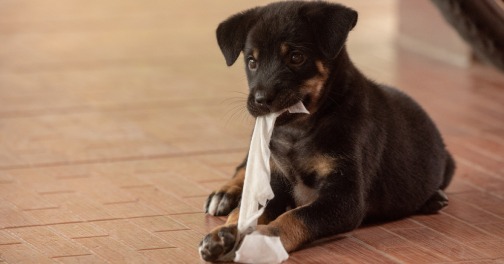Why Dogs Eat Tissues with Snot? 6 Possible Reasons